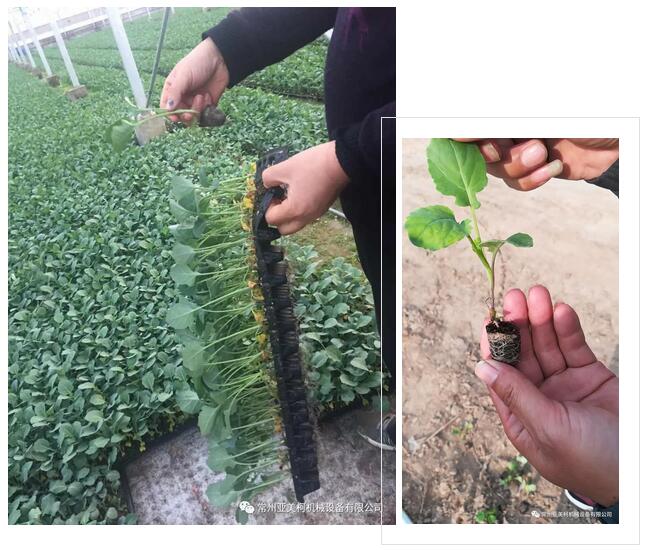 常州金博宝app官网
柯西兰花钵苗移栽机...